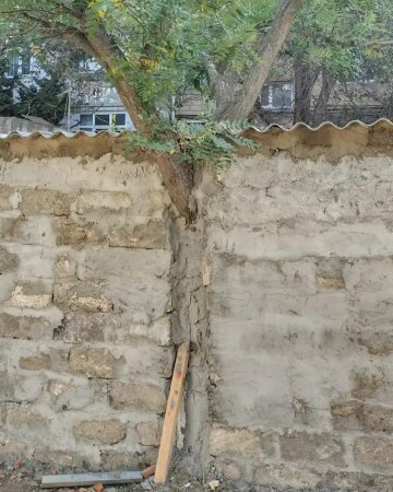 Nizami rayonunda AĞACI DİVARA HÖRDÜLƏR... - DƏLİXANADIR, VALLAH...
