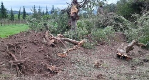 “Körpü Bina Tikinti” MMC Dərnəgüldə bu ağacları məhv etdi-Video