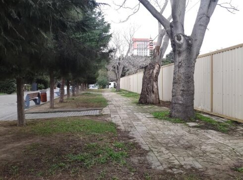 Nəsimidə Kinoteatrın yerində obyekt tikirlər - Ağaclar qırılır, yaşıllıq məhv edilir FOTO