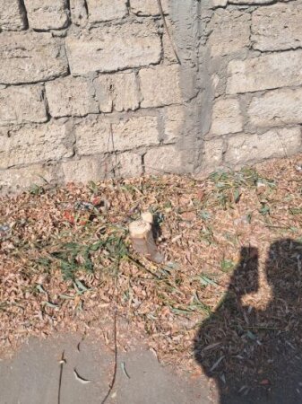  Zabratda BUDAMA adı altında yaşıl soyqırım... - FOTOFAKT
