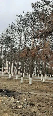 Neftçalada, H.Əliyev prospektində yüzlərlə şam ağacı quruyub